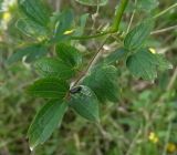 Thalictrum flavum