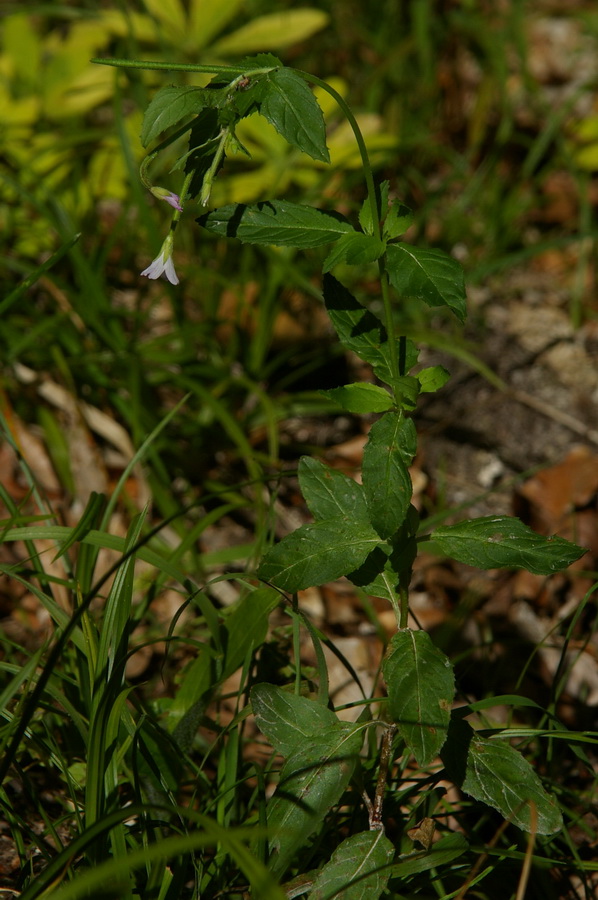 Image of Epilobium consimile specimen.