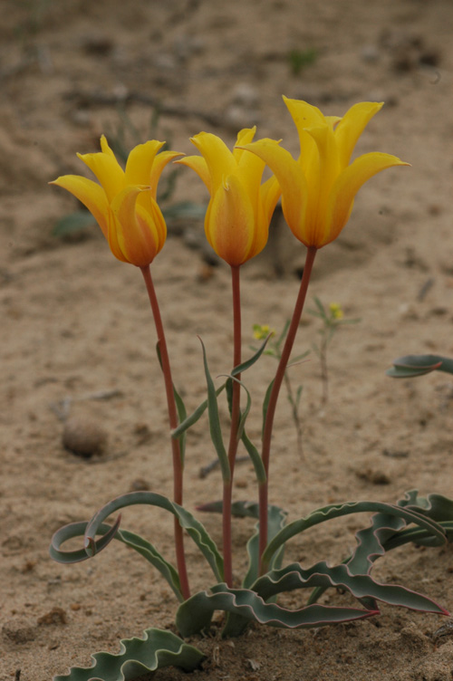 Изображение особи Tulipa behmiana.