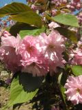 Prunus serrulata. Верхушка ветви с соцветием. Южный берег Крыма, Никитский ботанический сад. 27 апреля 2012 г.