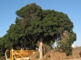 Ficus obliqua. Плодоносящие деревья. Израиль, Шарон, г. Герцлия, в культуре. 13.07.2012.