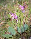 Calypso bulbosa