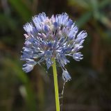 Allium caeruleum