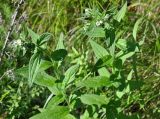 Lithospermum erythrorhizon