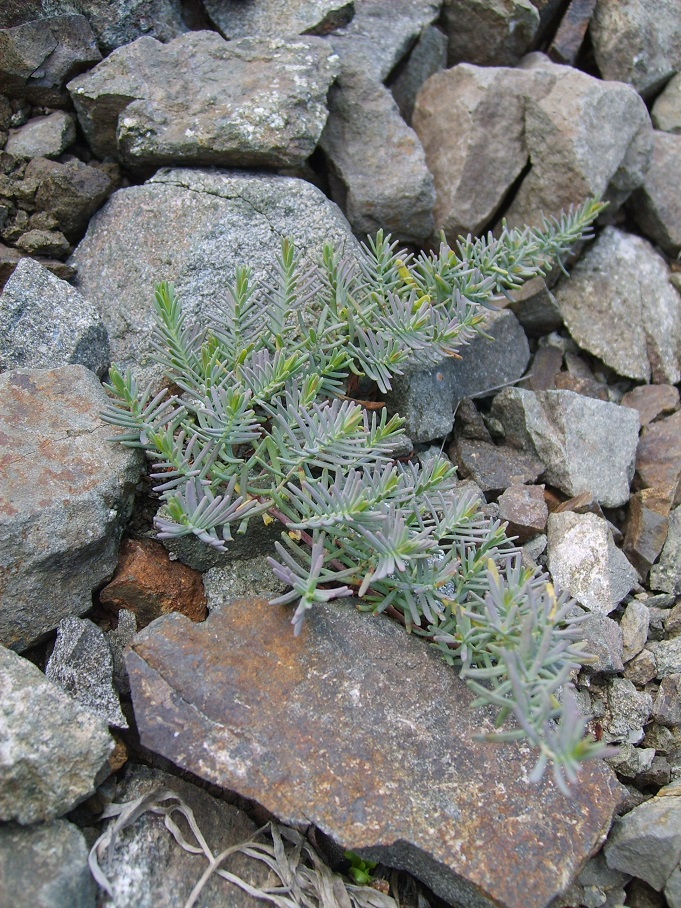 Image of Hypericum lydium specimen.