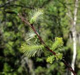 Salix starkeana. Верхушка ветви с мужскими соцветиями. Архангельская обл., Пинежский р-н, окр. Пинежского заповедника, лес в районе распространения карста. 28.05.2013.