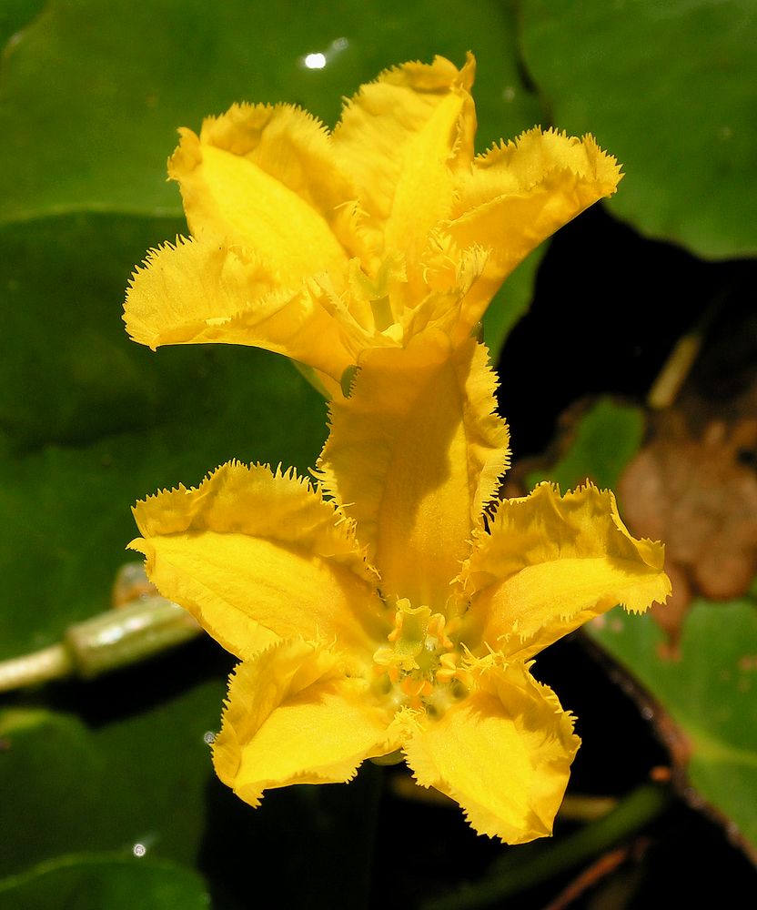 Изображение особи Nymphoides peltata.