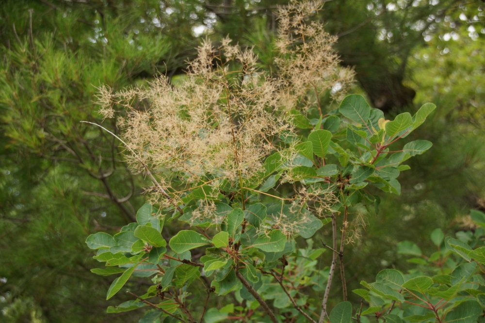 Изображение особи Cotinus coggygria.