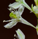 Fallopia baldschuanica