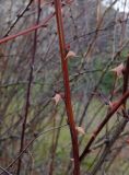 Berberis koreana