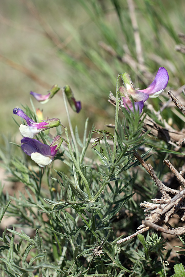 Изображение особи Vicia subvillosa.