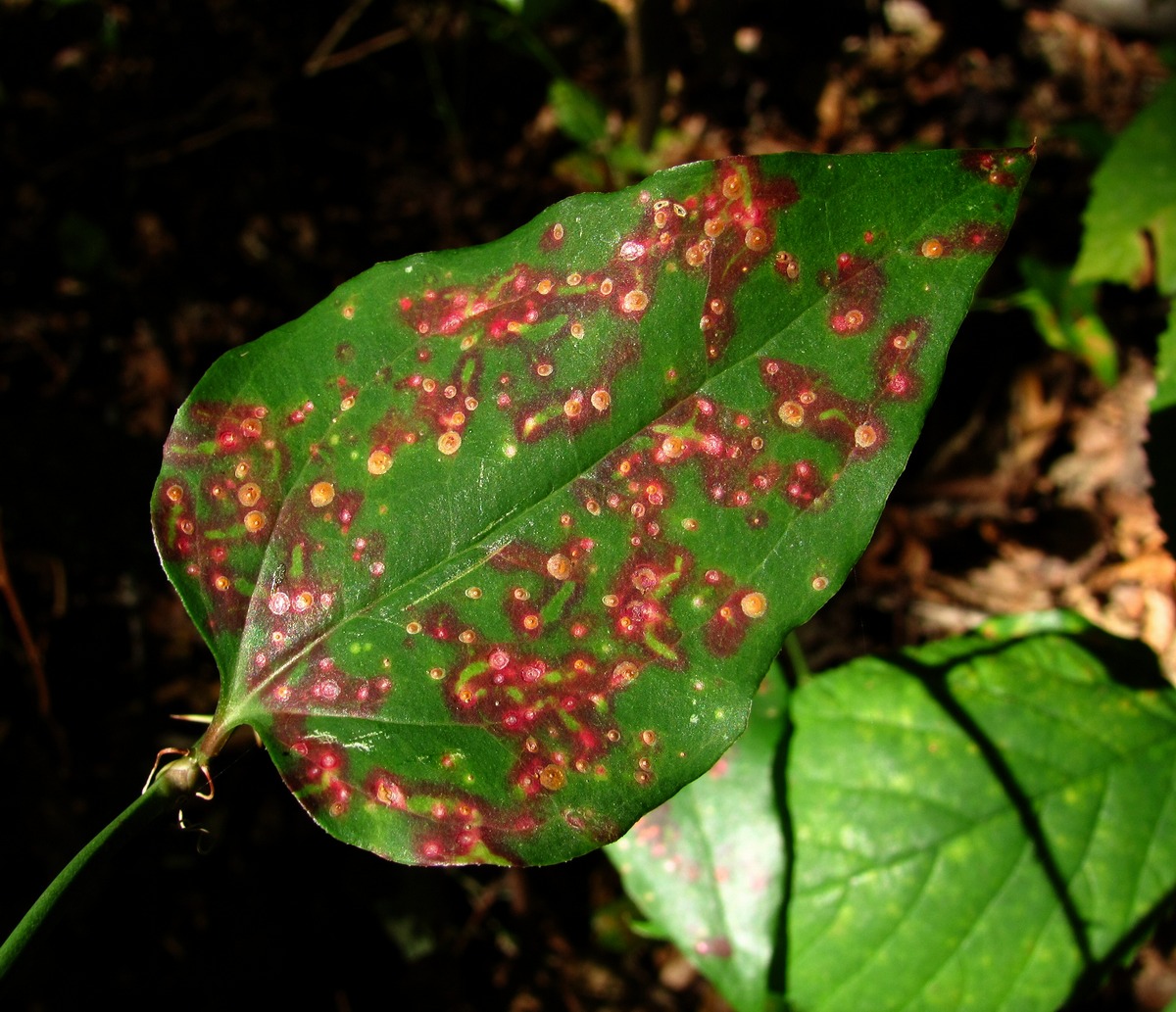 Изображение особи Smilax excelsa.