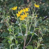 Helianthus tuberosus. Верхушка растения с соцветиями. Ростовская обл., Неклиновский р-н, Новобессергеневское с/п, балка Платонова, на опушке леса. 15.09.2015.