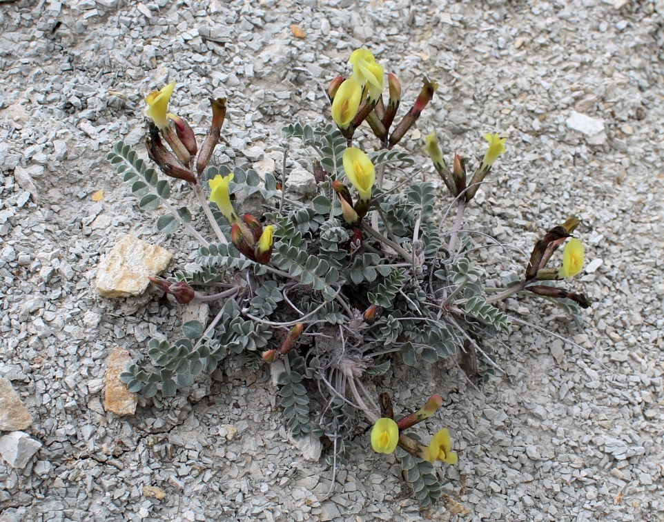 Изображение особи Astragalus velatus.