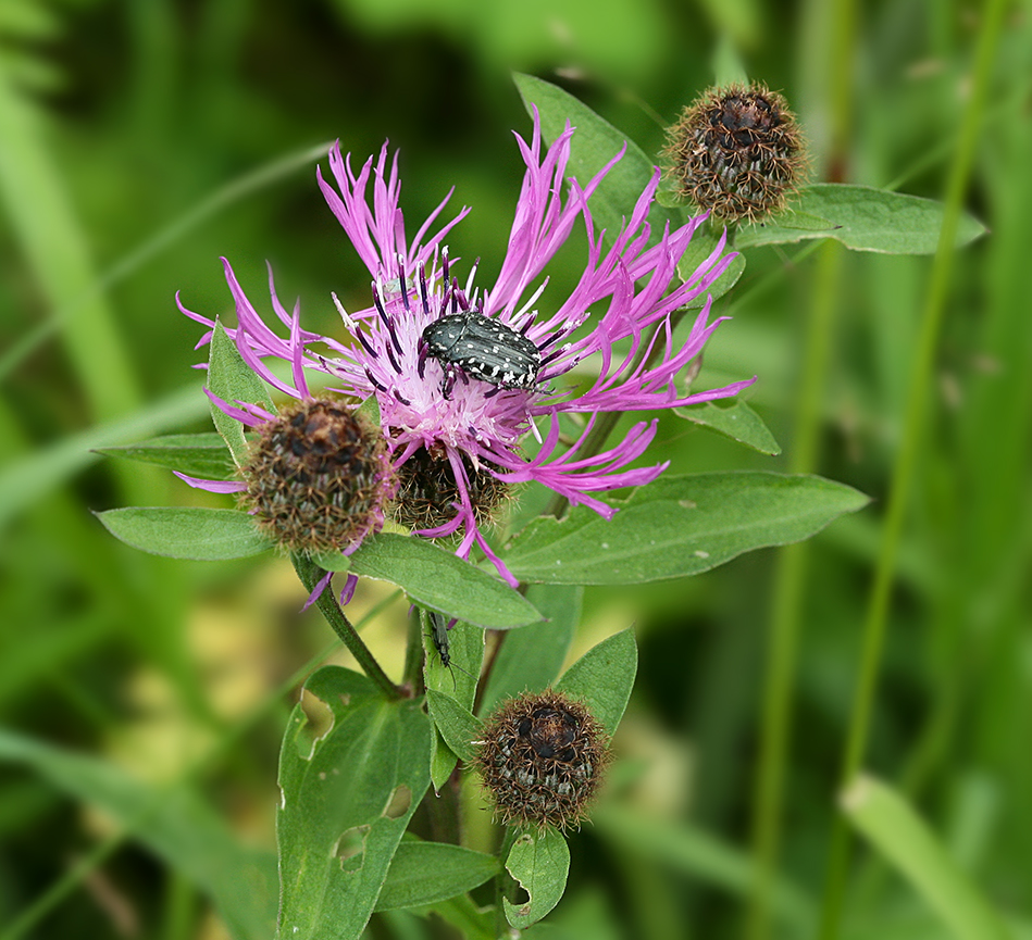 Image of Centaurea phrygia specimen.