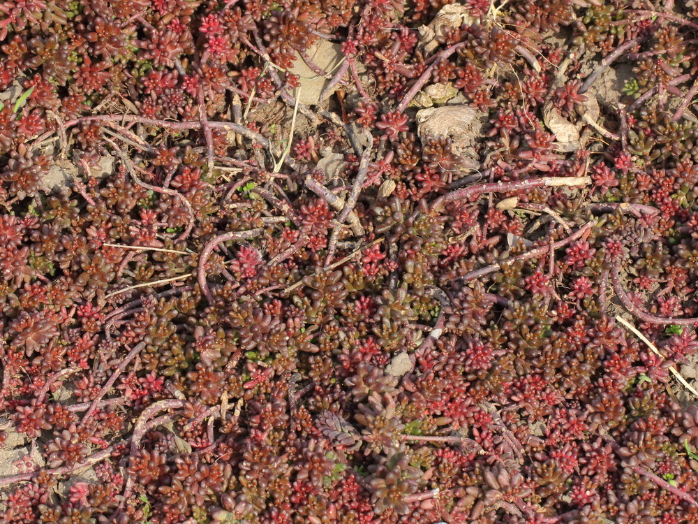 Image of Sedum album specimen.