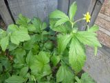 Geum aleppicum. Цветущее растение. Республика Бурятия, пос. Таксимо. 28.06.2016.