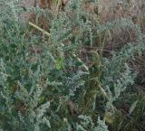 Chenopodium album