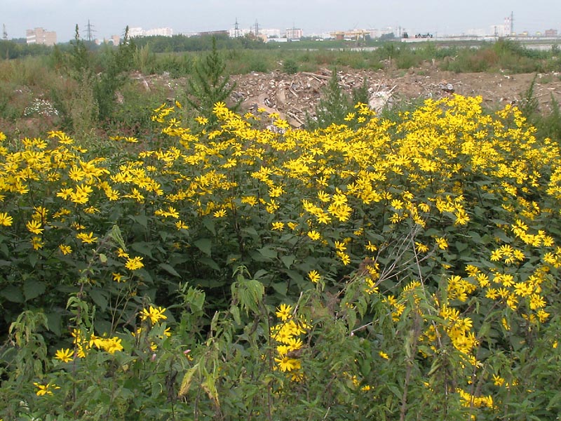 Изображение особи Helianthus tuberosus.