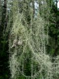 Usnea longissima. Части влажных талломов. Красноярский край, Ермаковский р-н, Западный Саян, парк \"Ергаки\", урочище \"Полка\", близ Смотровой площадки, кедрово-пихтовое субальпийское редколесье, на пихте. 21.07.2008.