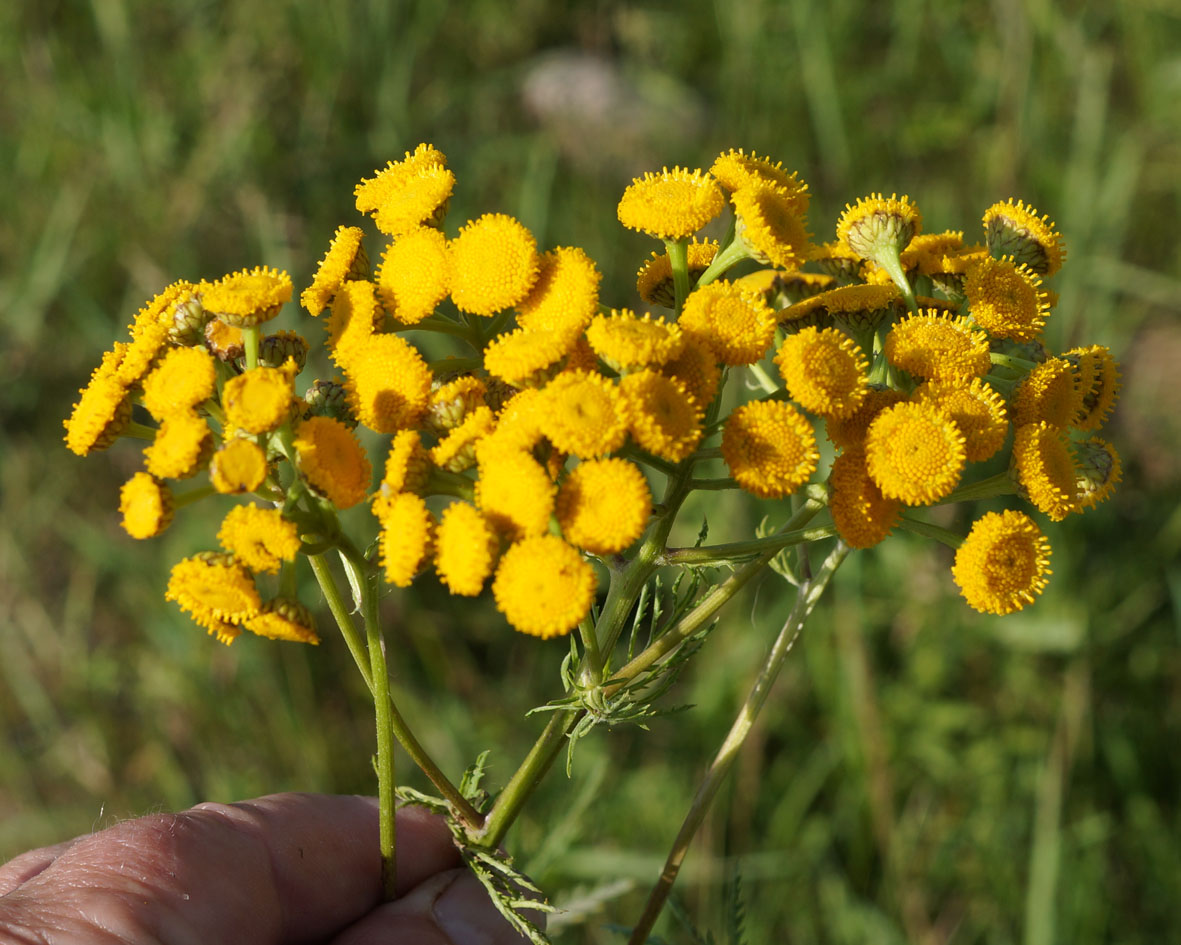 Изображение особи Tanacetum boreale.