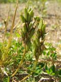 Astragalus schelichowii