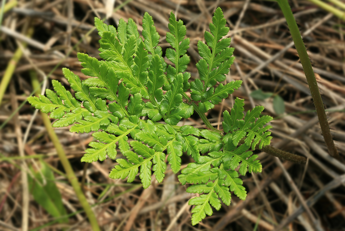 Изображение особи Botrychium robustum.