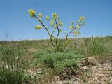 Ferula pallida