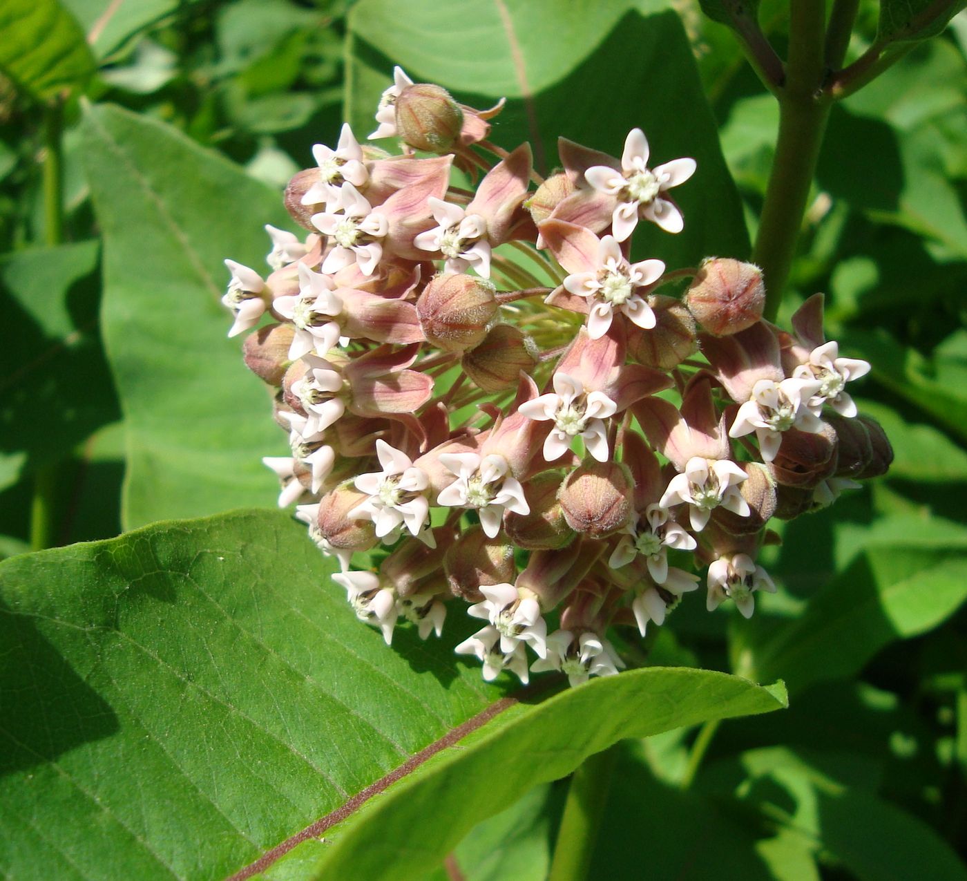 Изображение особи Asclepias syriaca.