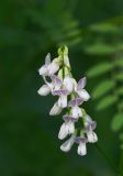 Vicia sylvatica. Соцветие. Республика Алтай, Шебалинский р-н, окр. с. Камлак, правый борт долины р. Сема, сосновый лес. 20.06.2017.