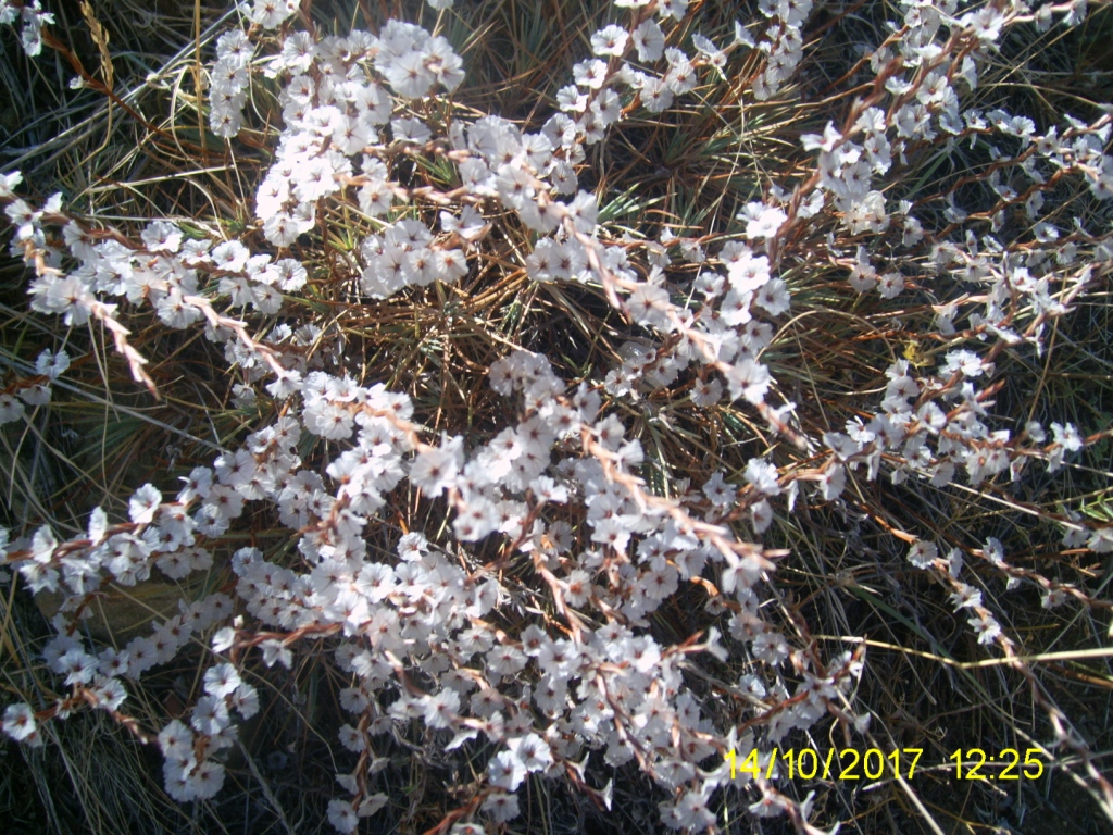 Изображение особи Acantholimon caryophyllaceum.