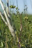 Artemisia arctica