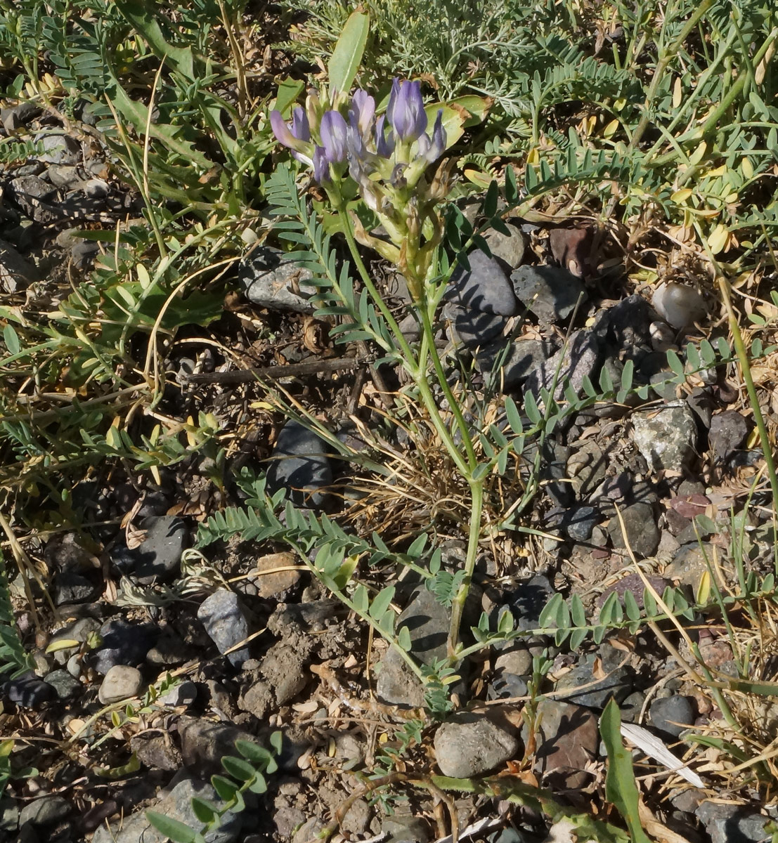 Изображение особи Astragalus tibetanus.