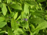 Asperugo procumbens