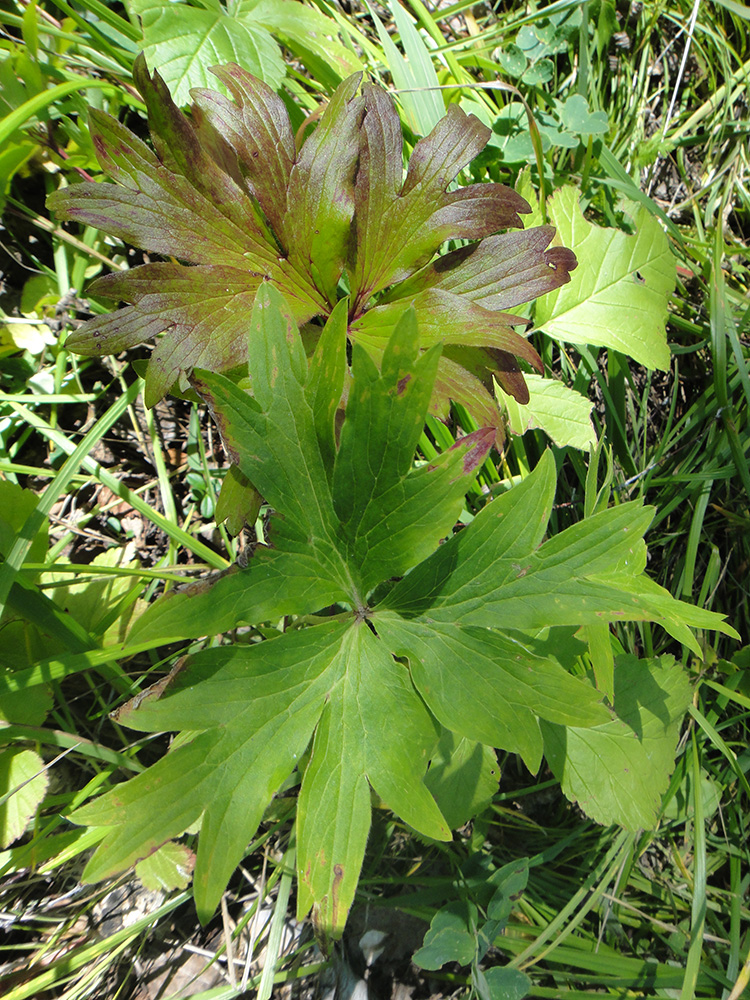 Изображение особи семейство Ranunculaceae.