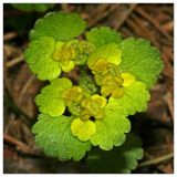 Chrysosplenium alternifolium