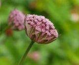 Astrantia trifida. Соцветие - простой зонтик, вид сбоку. Москва, Воробьёвы горы, Ботанический сад МГУ, в культуре из Северной Осетии. 14.06.2018.