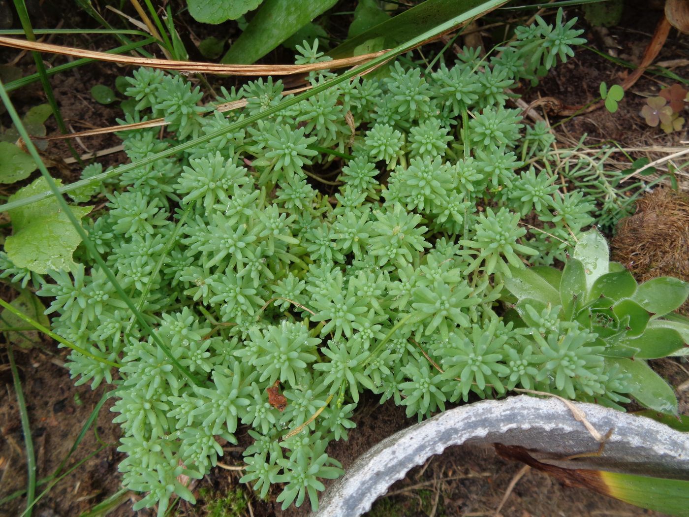 Изображение особи Sedum pallidum ssp. bithynicum.