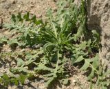 Capsella bursa-pastoris