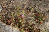 Erodium botrys