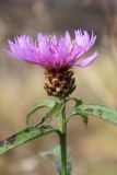 Centaurea jacea. Верхушка побега с соцветием. Московская обл., окр. г. Дмитрова, берег канала им. Москвы. 28 октября 2018 г.