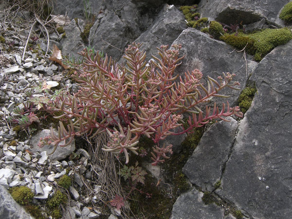 Изображение особи Sedum pallidum.