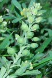 Alyssum turkestanicum var. desertorum