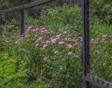 Erigeron speciosus. Цветущие растения. Пермский край, Краснокамский р-н, садовый участок, цветник. 11.08.2019.