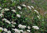 Spiraea trilobata. Верхушки ветвей с соцветиями. Алтай, Онгудайский р-н, устье р. Большой Яломан, скалистый склон. 11.06.2019.