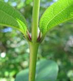 Lonicera fragrantissima