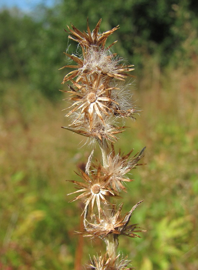 Изображение особи Omalotheca sylvatica.