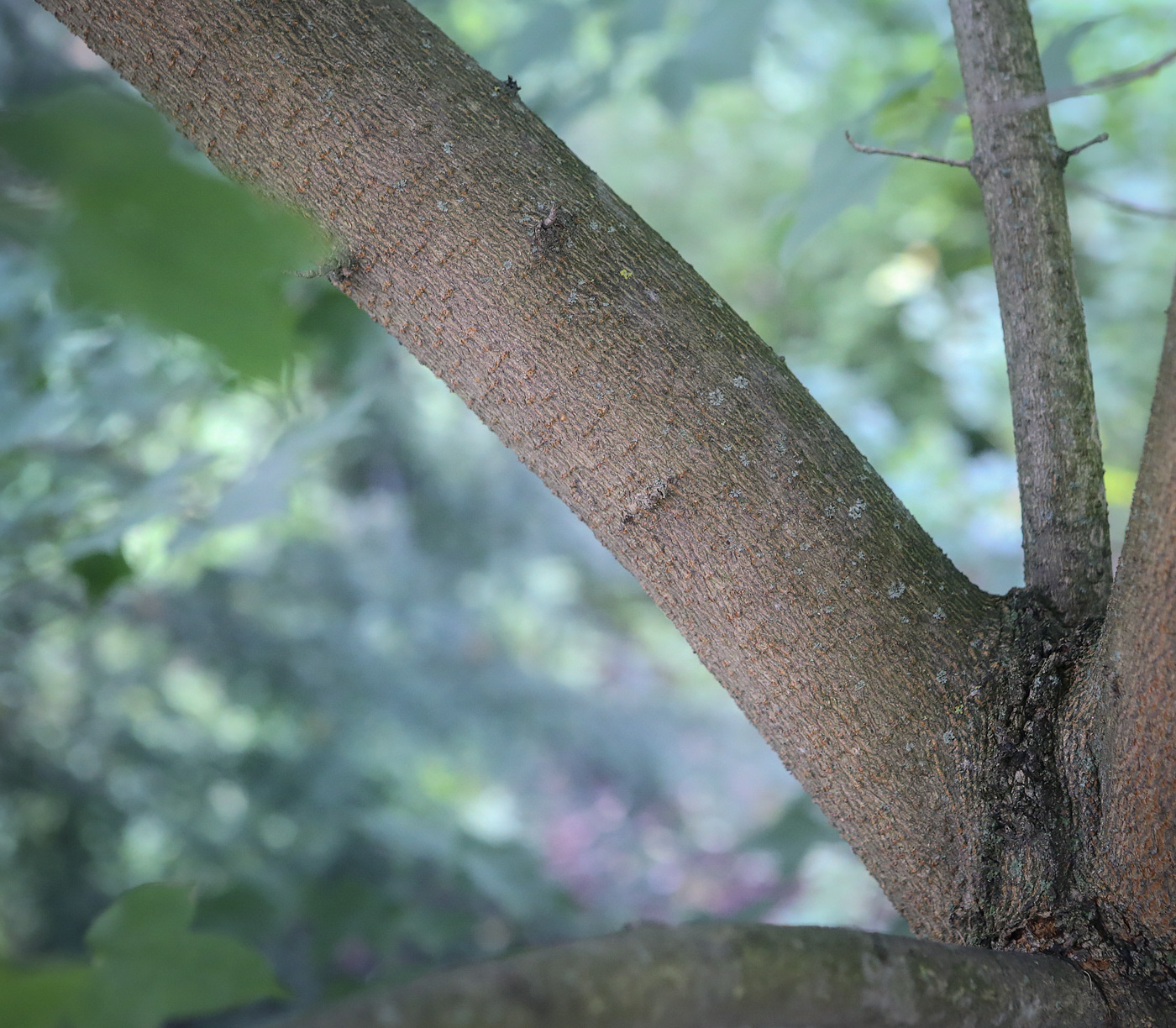 Изображение особи Acer longipes.
