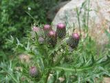 Cirsium elbrusense