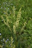 Astragalus galegiformis